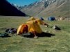 clkimb aconcagua